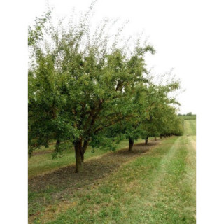 Confiture Mirabelle de Lorraine artisanale – Gamme Prestige