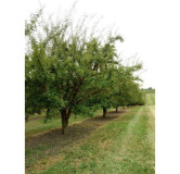 Confiture Mirabelle de Lorraine artisanale – Gamme Prestige