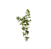 Confit de Thym Sauvage artisanal – Gamme Prestige