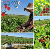 Confiture Fraise artisanale – Les Confitures de La Hoube