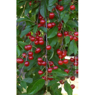Griotte de Montmorency de Lorraine 220 gr Confiture extra