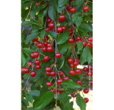 Griotte de Montmorency de Lorraine 220 gr Confiture extra