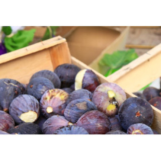 figues cagettes