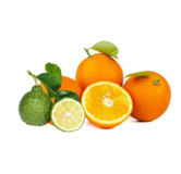 oranges bergamotes
