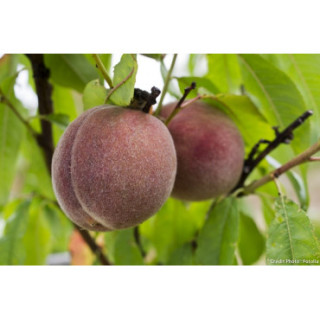 Pêche de Vigne au Porto 220 gr Confiture extra