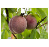 Pêche de Vigne au Porto 220 gr Confiture extra