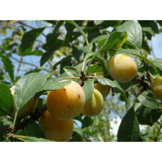 Mirabelle de Lorraine 110 gr Confiture extra