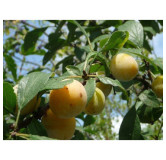 Mirabelle de Lorraine 110 gr Confiture extra