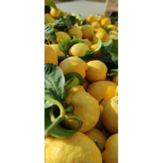 Citron de Menton 110 gr Confiture extra