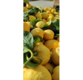 Citron de Menton 110 gr Confiture extra