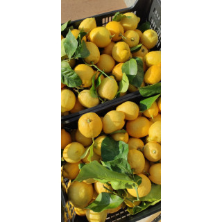 Citron de Menton 220 gr Confiture extra