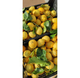 Citron de Menton 220 gr Confiture extra