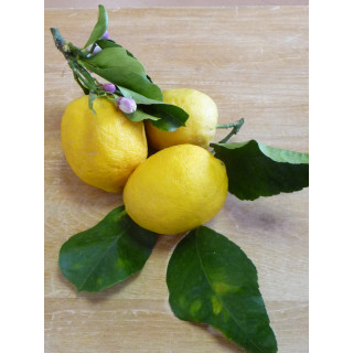 Citron de Menton 220 gr Confiture extra