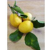 Citron de Menton 220 gr Confiture extra