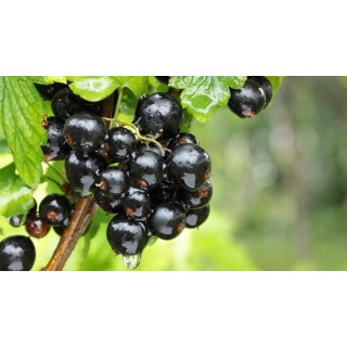 Cassis 220 gr Confiture extra