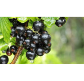 Cassis 220 gr Confiture extra