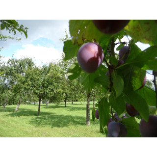 Confiture artisanale Quetsche de Lorraine aux épices de Noël 220 gr Les Confitures de La Hoube - Confiture du Père Noel