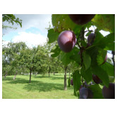 Confiture artisanale Quetsche de Lorraine aux épices de Noël 220 gr Les Confitures de La Hoube - Confiture du Père Noel